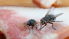 Video: Điều gì xảy ra khi ruồi đậu lên thức ăn?