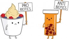 Probiotic có thể giúp chống lại kháng thuốc kháng sinh