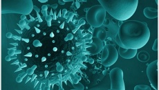 Virus hợp bào hô hấp RSV là gì, có nguy hiểm không?