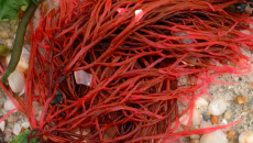 Không sợ còi xương nhờ Aquamin F  – nguồn calci tự nhiên từ tảo biển đỏ!