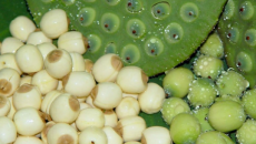 Hạt sen: Vị thuốc quý, thực phẩm lành