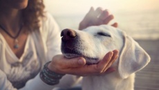 10 phút làm điều này với thú cưng có thể giúp giảm căng thẳng hiệu quả