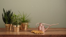 Trồng cây cảnh gì trong văn phòng để giảm stress?