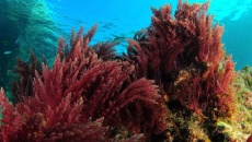 Tăng cường miễn dịch bằng tảo đỏ Ireland