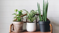 8 loại cây trồng trong nhà tốt cho sức khỏe tổng thể