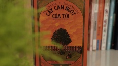 Câu chuyện đẹp đẽ trong Cây cam ngọt của tôi
