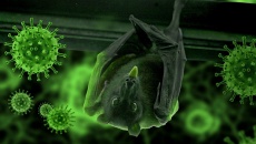 Bùng phát virus Nipah: Dịch bệnh nguy hiểm với tỷ lệ tử vong cao