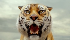 Tết Nhâm Dần: Xem ngay phim về loài hổ