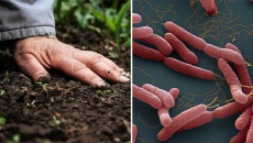Cảnh giác với 'vi khuẩn ăn thịt người' 