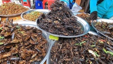Những “đặc sản” côn trùng có thể gây tử vong sau khi ăn