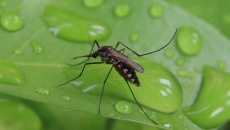 Cách diệt, đuổi muỗi cho gia đình có sân vườn 