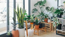 7 cây cảnh giúp lọc không khí trong nhà, cải thiện đường hô hấp