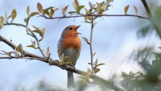 Nghiên cứu mới: Nghe tiếng chim hót giúp giảm lo âu, hoang tưởng