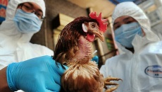Y tế tuần: Việt Nam ghi nhận ca đậu mùa khỉ thứ 2, phát hiện người mắc cúm A/H5