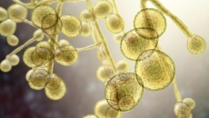 WHO: Nấm gây bệnh đang trở thành mối đe dọa đối với sức khỏe con người