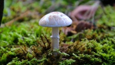 Ngộ độc nấm: Hiểm họa từ những loại nấm đẹp, bắt mắt