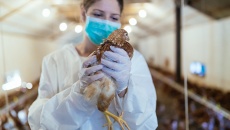 Viện Pasteur TP.HCM gửi công văn khẩn về cúm gia cầm H5N1