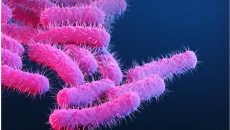 CDC cảnh báo về vi khuẩn đa kháng thuốc nguy hiểm lây lan ở trẻ em