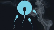 Khói thuốc lá làm suy giảm chất lượng tinh trùng