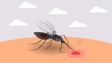 'Điểm danh' những bệnh nguy hiểm do muỗi truyền
