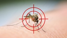 Một số biện pháp diệt muỗi an toàn, hiệu quả