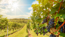 Biến đổi khí hậu ảnh hưởng thế nào đến ngành sản xuất rượu vang ở New Zealand?