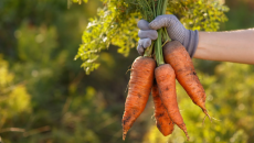 7 lợi ích sức khỏe khi ăn cà rốt vào mùa Hè