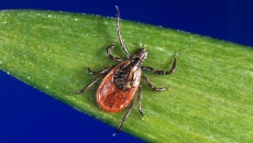 CDC Mỹ cảnh báo căn bệnh truyền nhiễm nguy hiểm do bọ ve gây ra