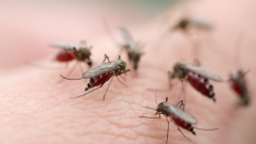 Tăng cường công tác phòng, chống dịch bệnh do muỗi truyền vì hiện tượng El Nino