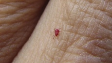 Mỹ phát hiện bọ đỏ mang mầm bệnh sốt mò chết người 