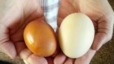 Trứng gà và trứng vịt giống và khác nhau thế nào?