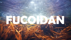 Fucoidan - món quà Sức khỏe từ biển giúp tăng miễn dịch, ngừa ung thư