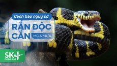 Podcast: Cảnh báo nguy cơ rắn độc cắn mùa mưa