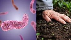 Cuộc chiến với vi khuẩn “ăn thịt người”