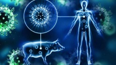Những điều cần biết về chủng cúm lợn trên người vừa phát hiện ở Anh