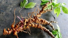 Chú trọng phát triển 'quốc bảo' sâm Ngọc Linh giúp dân thoát nghèo