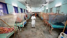 WHO cảnh báo mối đe dọa toàn cầu của bệnh sốt xuất huyết