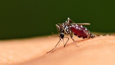 Những quan niệm sai lầm phổ biến về sốt rét