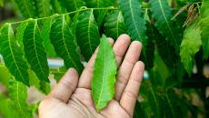 Chuyên gia chia sẻ 5 lợi ích sức khoẻ của lá neem trong mùa Hè