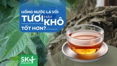 Podcast: Uống nước lá vối tươi hay khô tốt hơn?