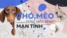 Chó mèo cũng mắc bệnh mạn tính