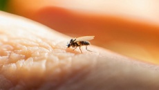 Bệnh sốt virus lây lan nhanh ở khu vực Mỹ Latin lây truyền qua muỗi