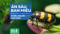 Podcast: Ăn sâu ban miêu nhằm tăng cường sinh lý, nhiều người ngộ độc