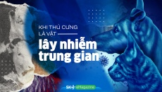 Khi thú cưng là vật lây nhiễm trung gian