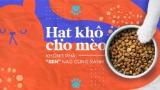 Hạt khô cho mèo: không phải “sen” nào cũng rành