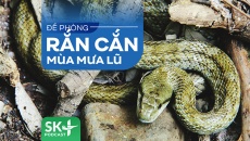 Podcast: Đề phòng rắn cắn mùa mưa lũ