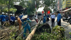 Hà Nội tập trung dọn cây đổ, vệ sinh môi trường sau bão số 3