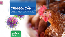 Podcast: Cúm gia cầm lây lan qua đường nào?