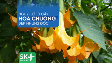 Podcast: Nguy cơ từ cây hoa chuông đẹp nhưng độc  