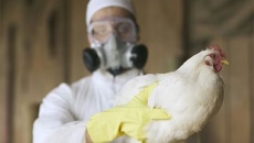 Giới khoa học lo ngại virus H5N1 đột biến, có dấu hiệu thích nghi với người